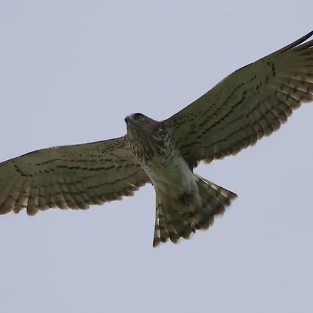 Maison Avec Vue Sur La Montagne Les Circaetes Bourisp